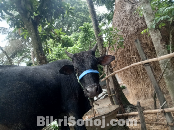 দেশি গরু